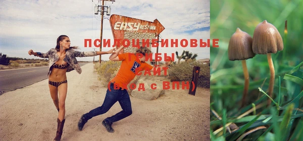 прущие грибы Богданович